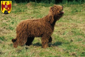 Read more about the article Barbet breeders and puppies in Burgenland