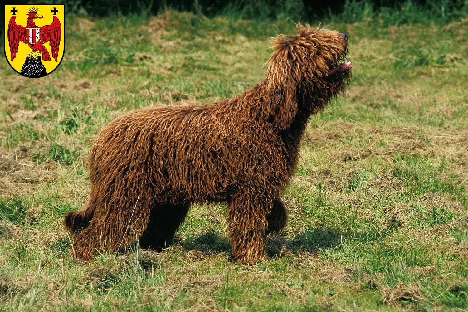 Barbet puppies and breeders Burgenland Here you can find Barbets breeders im Burgenland.