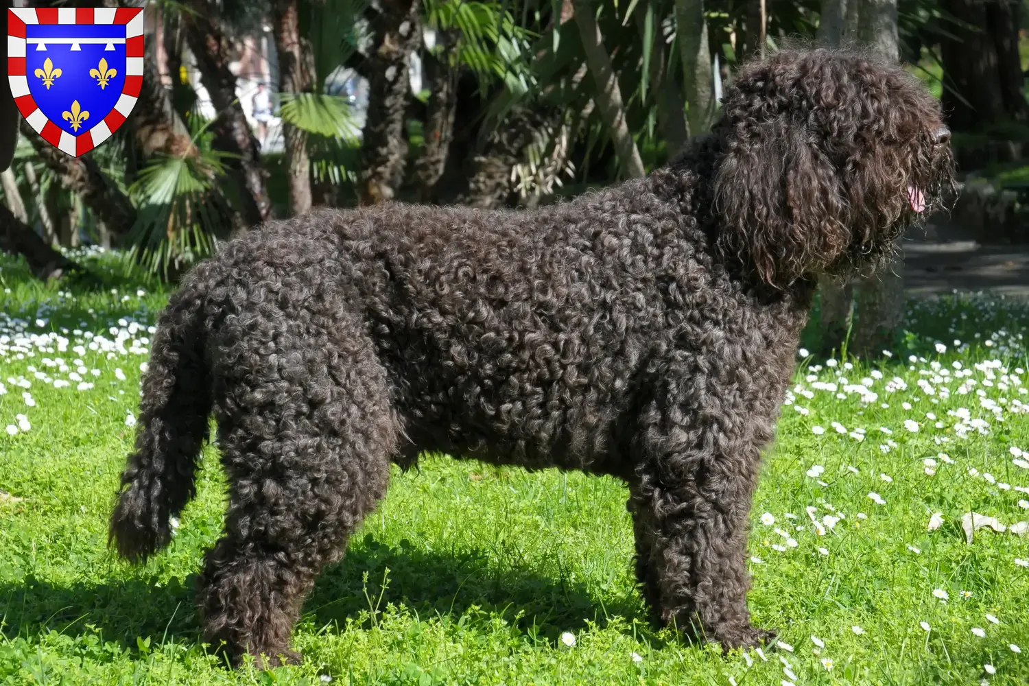 Barbet puppies and breeders Centre-Val de Loire Here you can find Barbet breeders in Centre-Val de Loire.