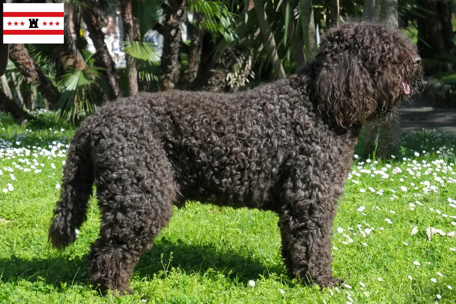 Barbet puppies and breeders Drenthe Here you can find Barbets breeders in Drenthe.