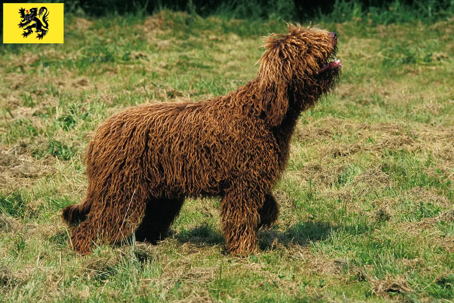 Barbet puppies and breeders Flanders Here you can find Barbets breeders in Flanders.