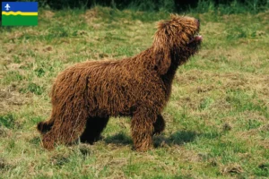 Read more about the article Barbet breeders and puppies in Flevoland