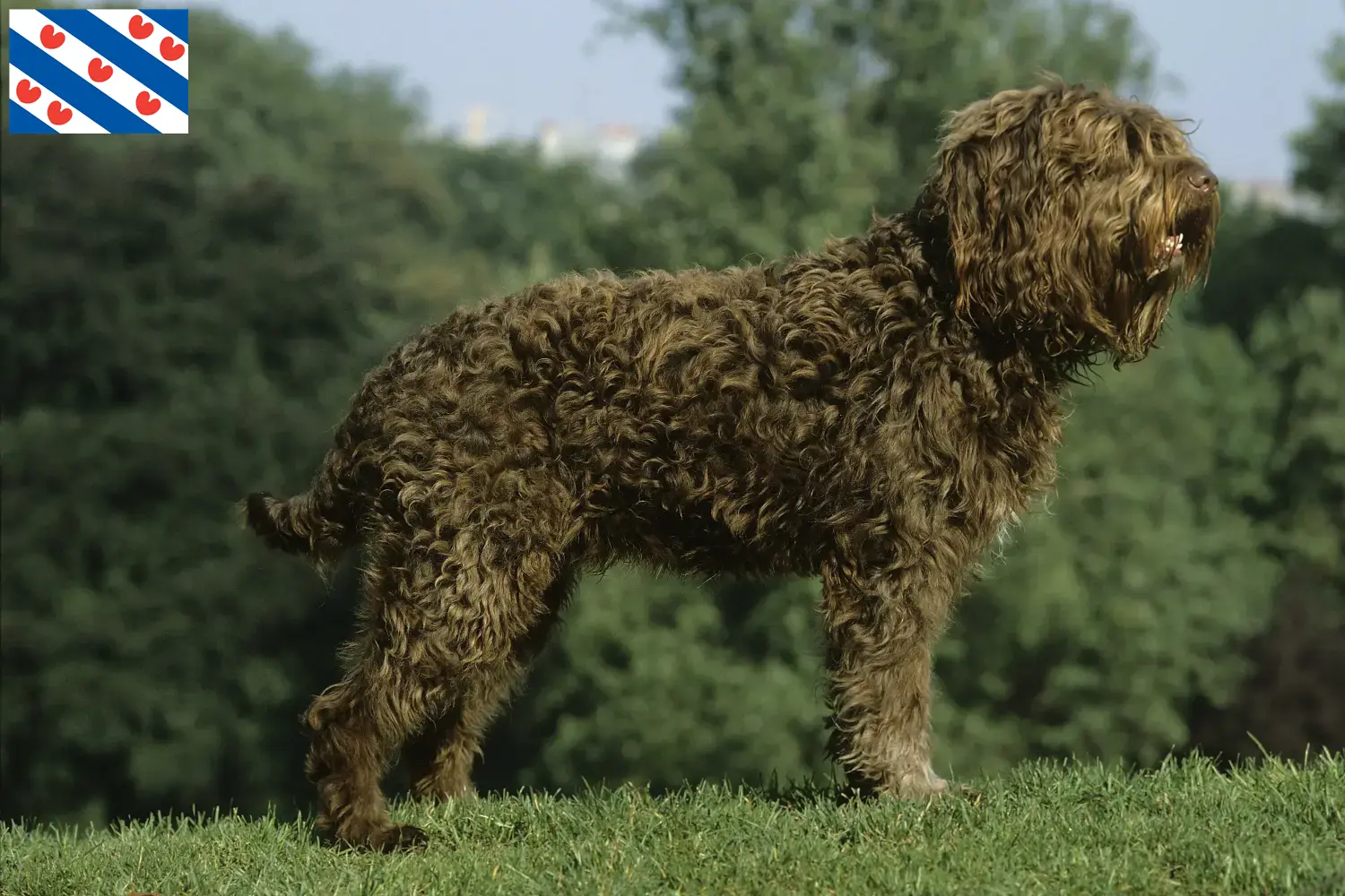 Read more about the article Barbet breeders and puppies in Friesland
