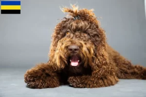 Read more about the article Barbet breeders and puppies in Gelderland