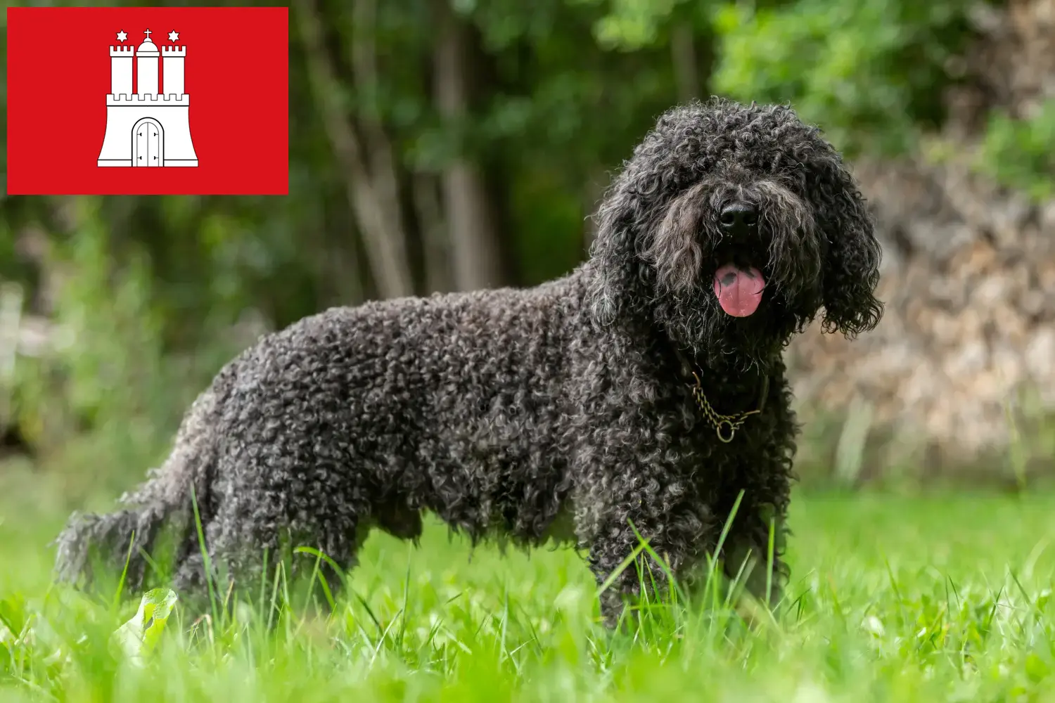 Barbet puppies and breeders Hamburg Here you can find Barbets breeders in Hamburg.