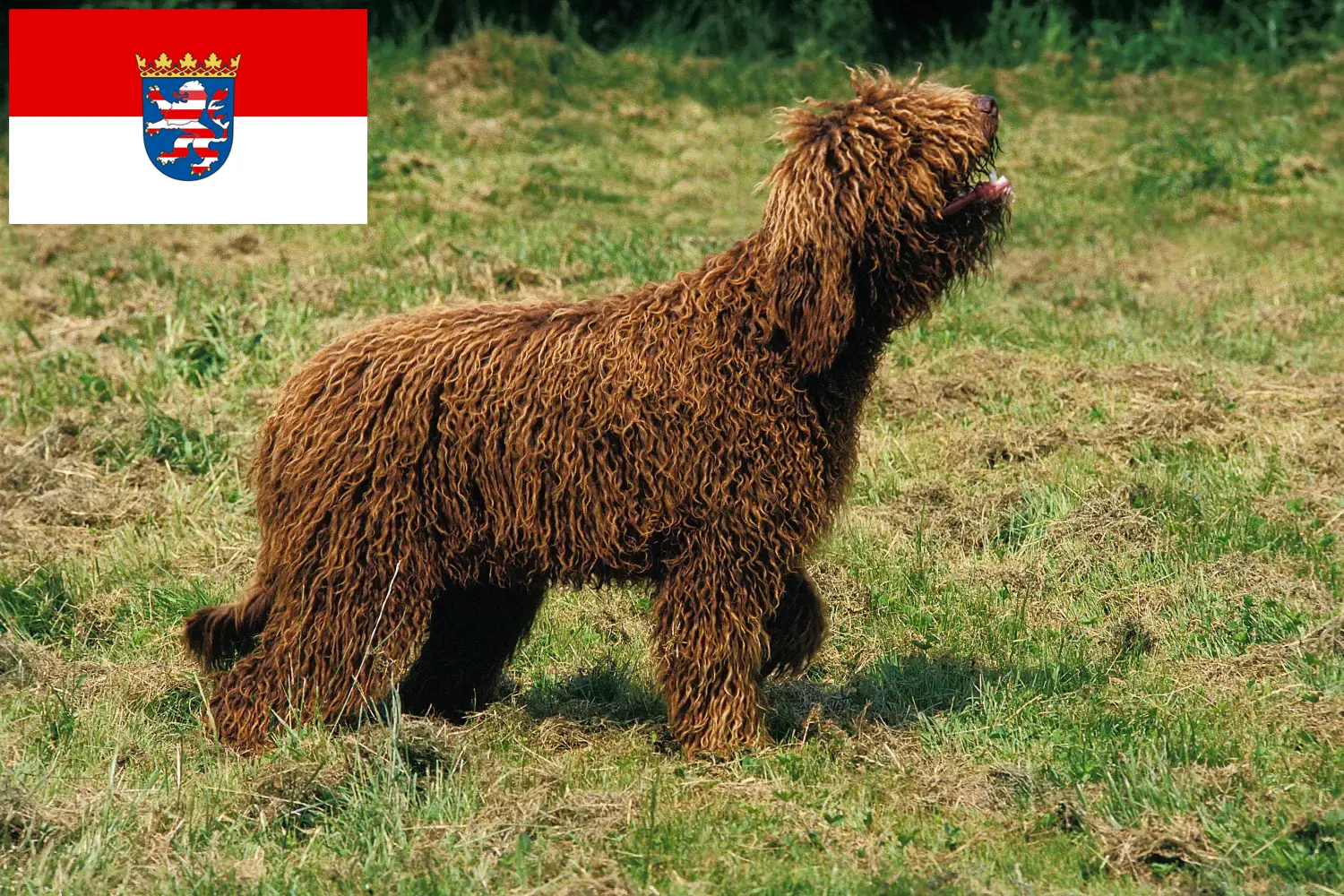 Barbet puppies and breeders Hessen Here you can find Barbets breeders in Hessen.