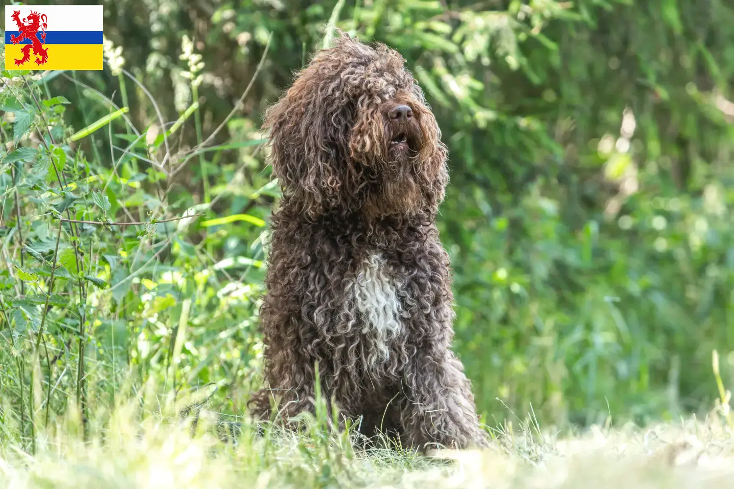 Barbet puppies and breeders Limburg Here you can find Barbets breeders in Limburg.