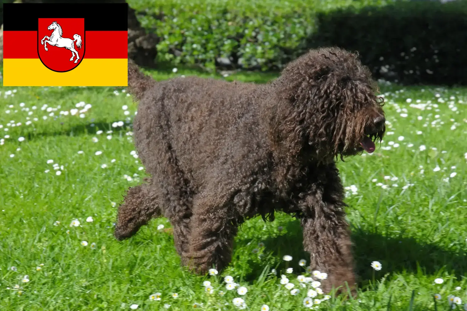 Barbet puppies and breeders Lower Saxony Here you can find Barbets breeders in Niedersachsen.