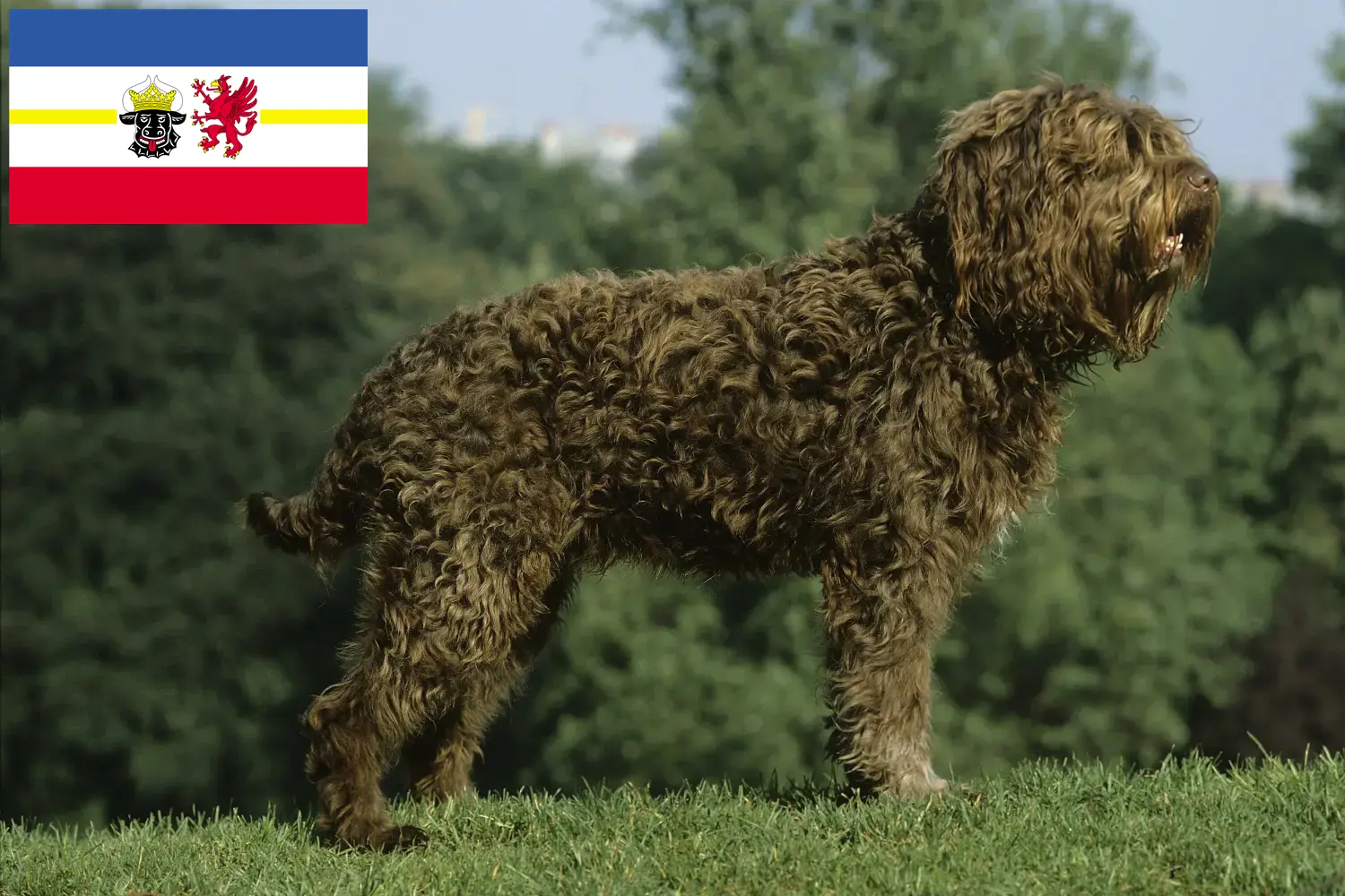 Barbet puppies and breeders Mecklenburg-Vorpommern Here you can find Barbets breeders in Mecklenburg-Vorpommern.