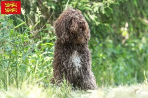 Read more about the article Barbet breeders and puppies in Normandy