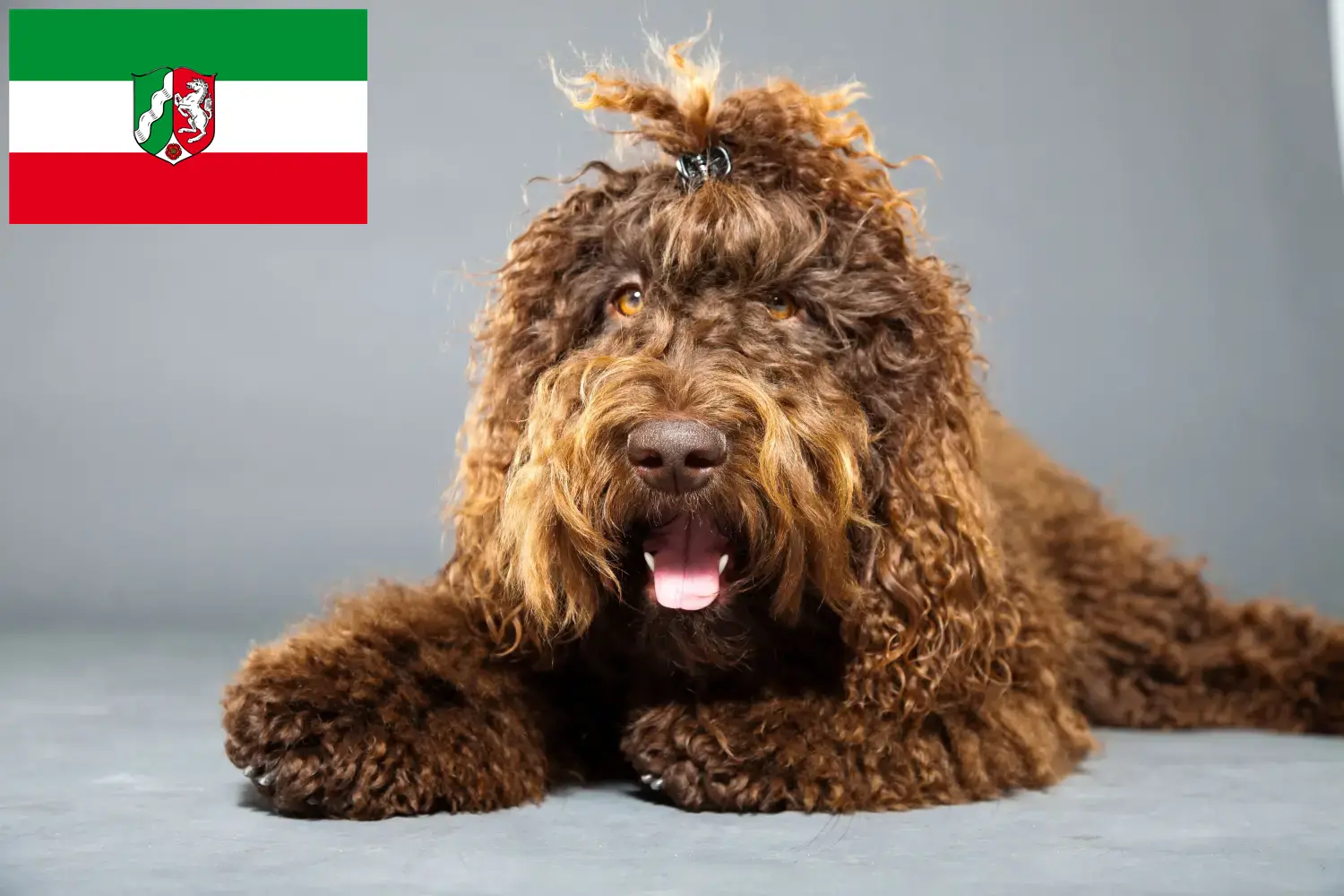 Barbet puppies and breeders North Rhine-Westphalia Here you can find Barbets breeders in North Rhine-Westphalia.