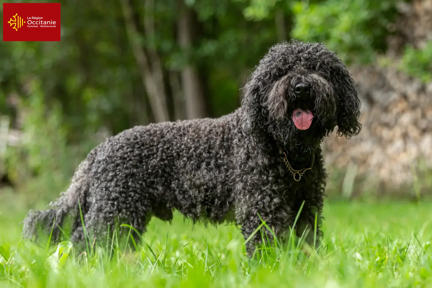 Barbet puppies and breeders Occitania Here you can find Barbet breeders in Occitania.
