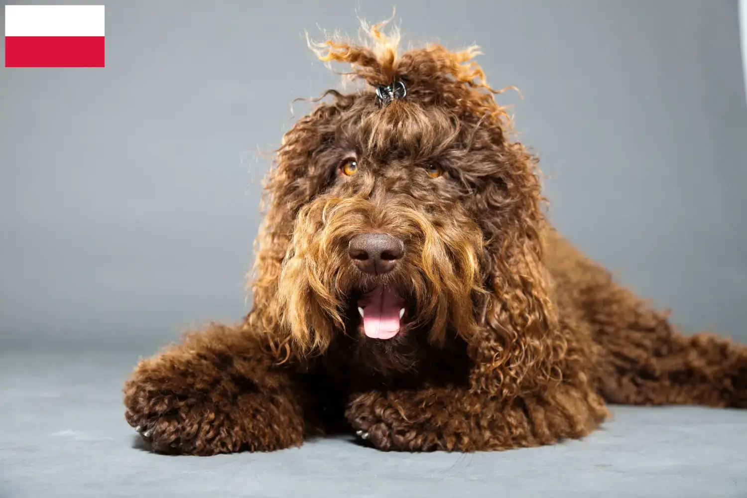 Barbet puppies and breeders Poland Here you can find Barbets breeders in Poland.