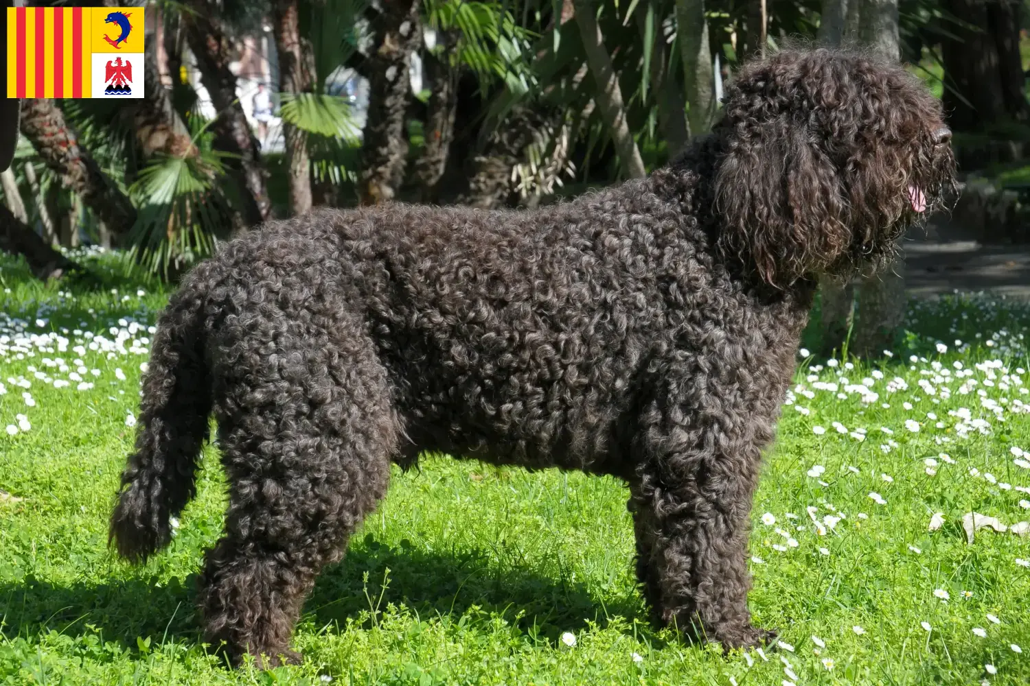 Barbet puppies and breeders Provence-Alpes-Côte d'Azur Here you can find Barbet breeders in Provence-Alpes-Côte d'Azur.