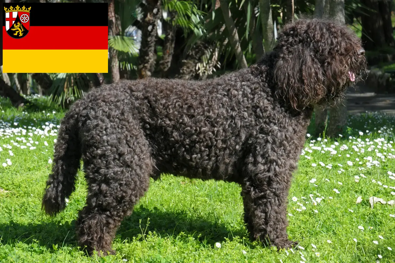 Barbet puppies and breeders Rhineland-Palatinate Here you can find Barbets breeders in Rhineland-Palatinate.