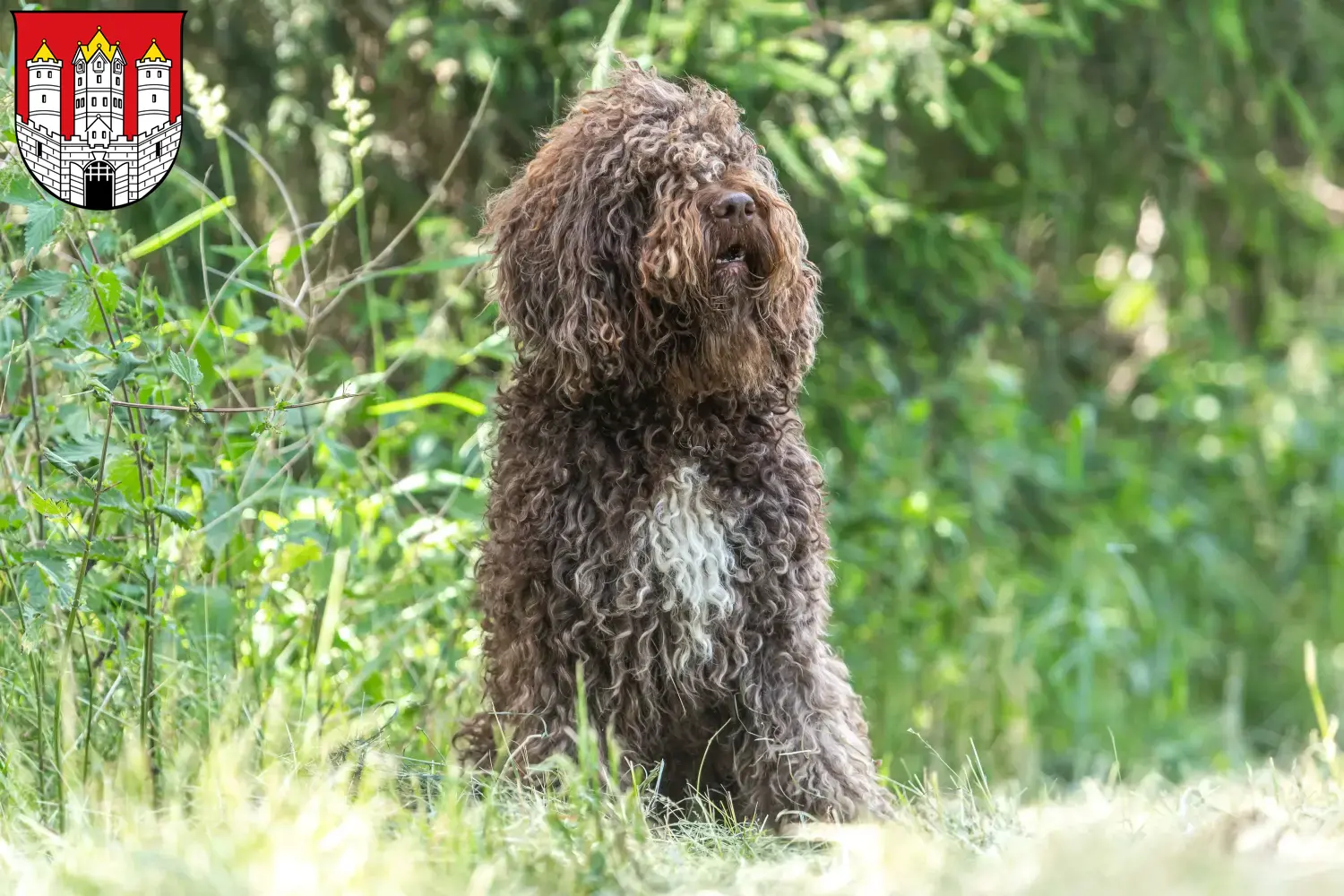 Barbet puppies and breeders Salzburg Here you can find Barbet breeders in Salzburg.
