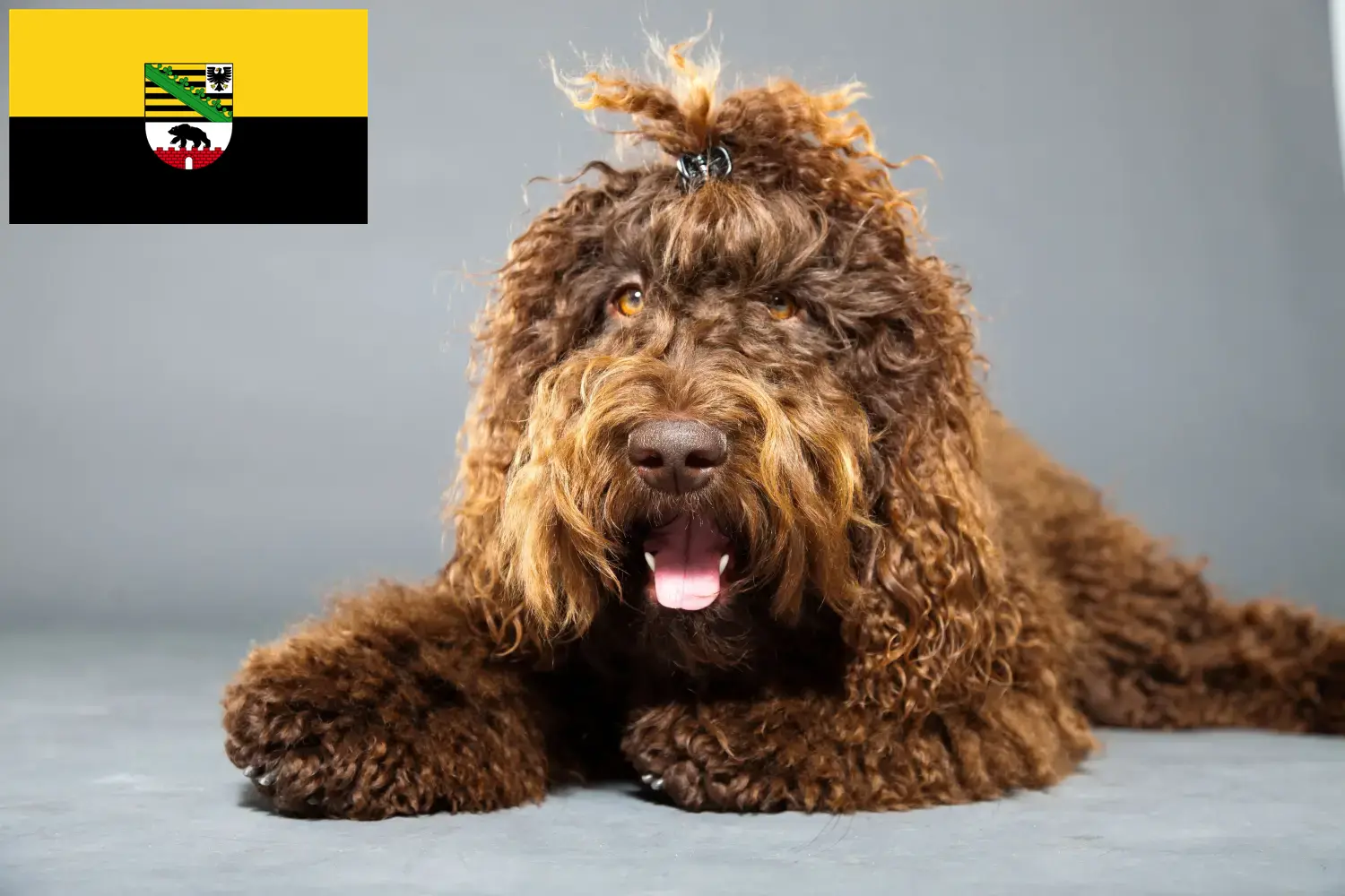 Barbet puppies and breeders Saxony-Anhalt Here you can find Barbets breeders in Saxony-Anhalt.