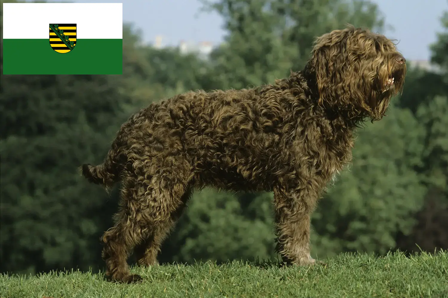 Barbet puppies and breeders Saxony Here you can find Barbets breeders in Saxony.