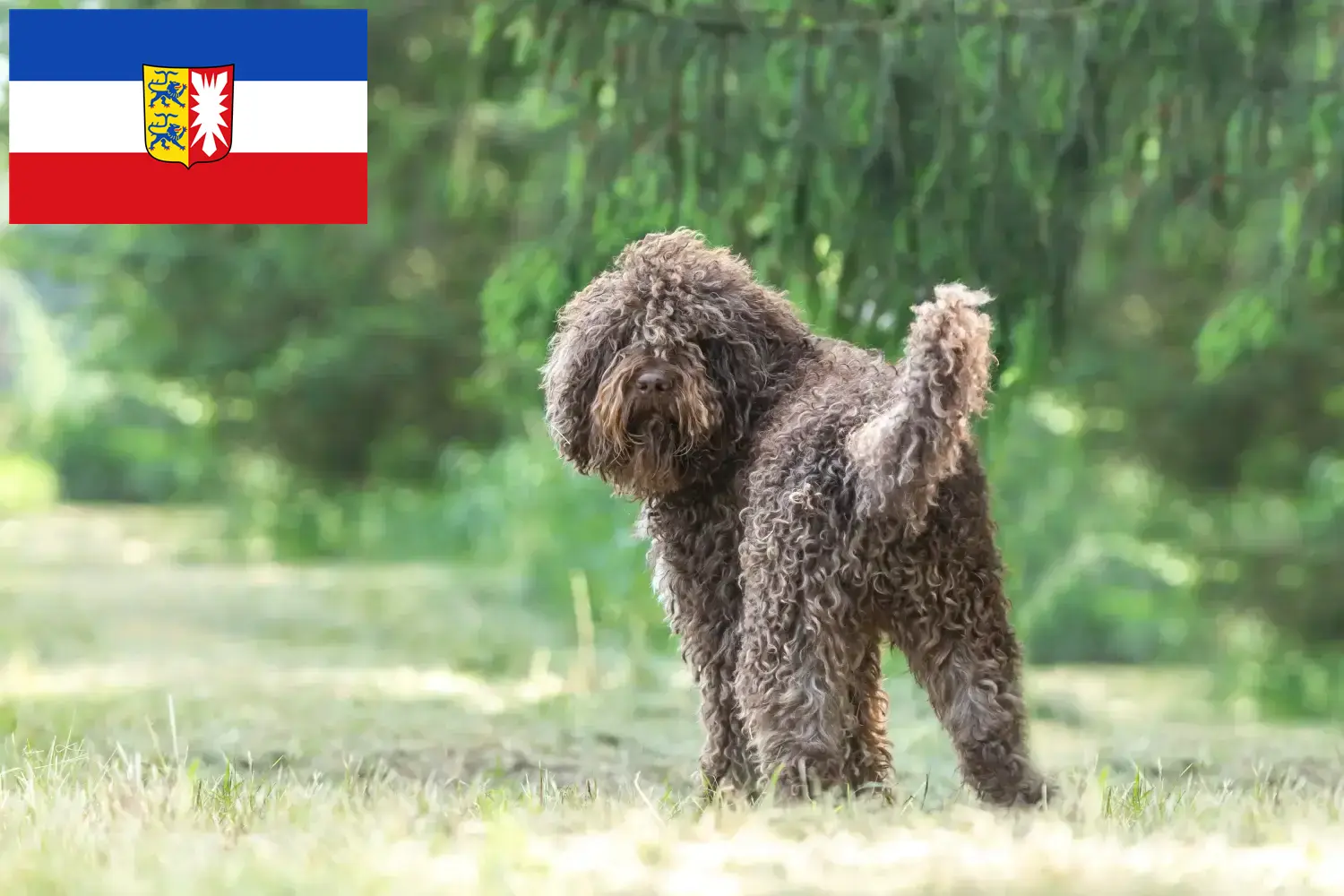 Barbet puppies and breeders Schleswig-Holstein Here you can find Barbets breeders in Schleswig-Holstein.