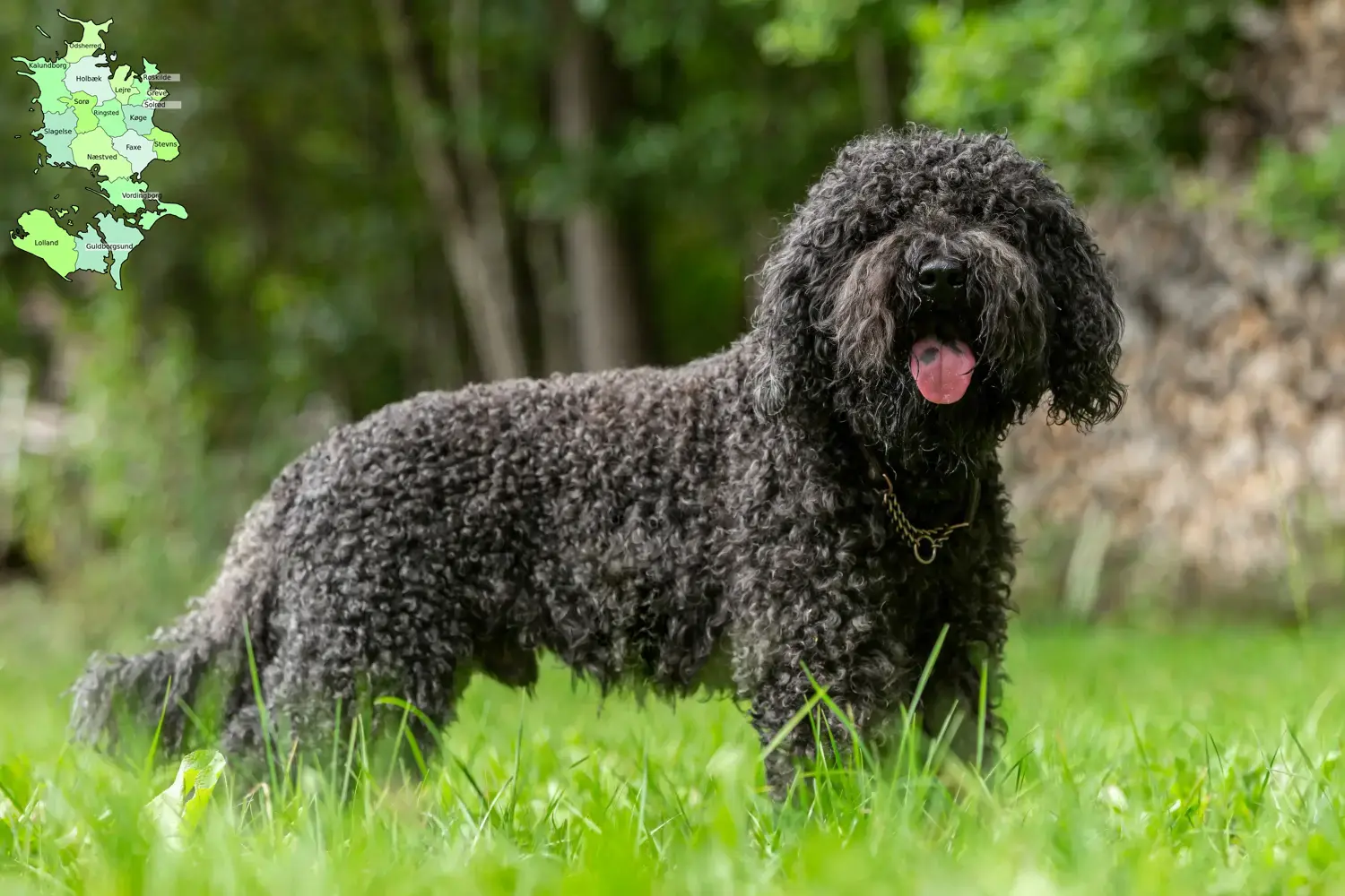 Barbet puppies and breeders Sjælland Here you can find Barbet breeders in Sjælland.