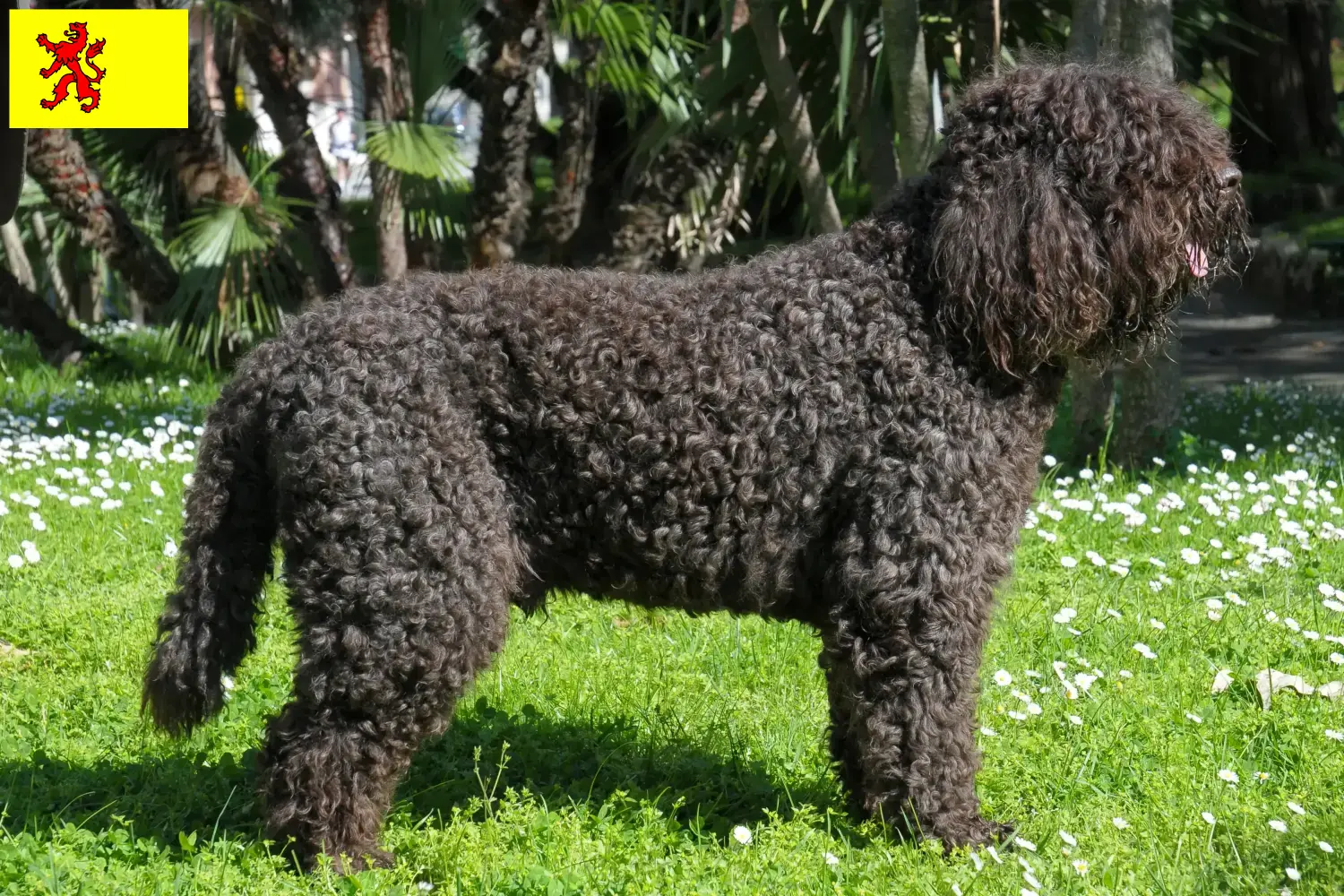 Barbet puppies and breeders South Holland Here you can find Barbet breeders in South Holland.