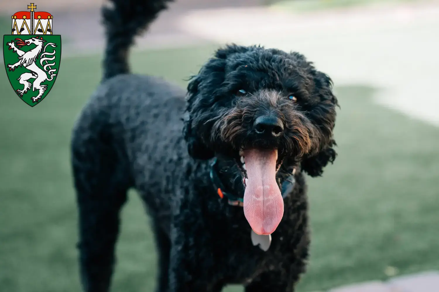 Barbet puppies and breeders Styria Here you can find Barbets breeders in Styria.