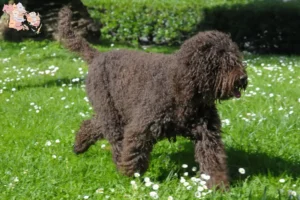 Read more about the article Barbet breeders and puppies in Syddanmark