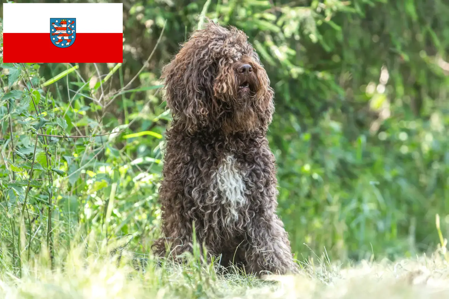 Barbet puppies and breeders Thuringia Here you can find Barbets breeders in Thuringia.
