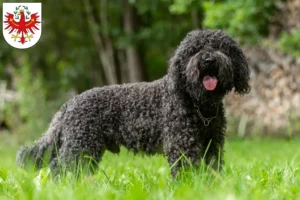 Read more about the article Barbet breeders and puppies in Tirol