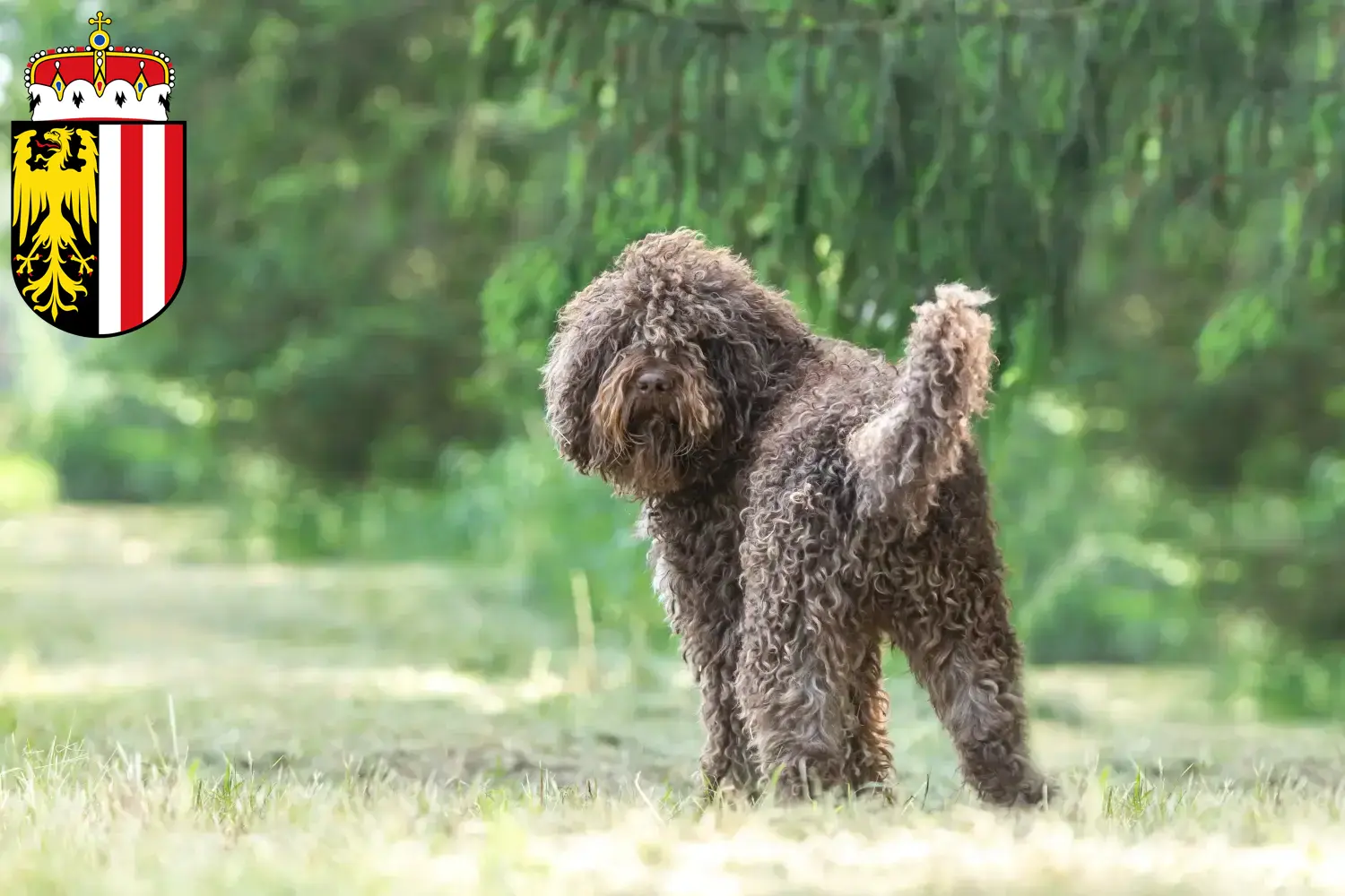 Barbet puppies and breeders Upper Austria Here you can find Barbets breeders in Upper Austria.