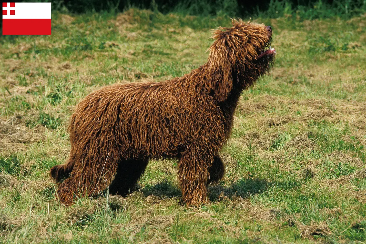 Barbet puppies and breeders Utrecht Here you can find Barbets breeders in Utrecht.