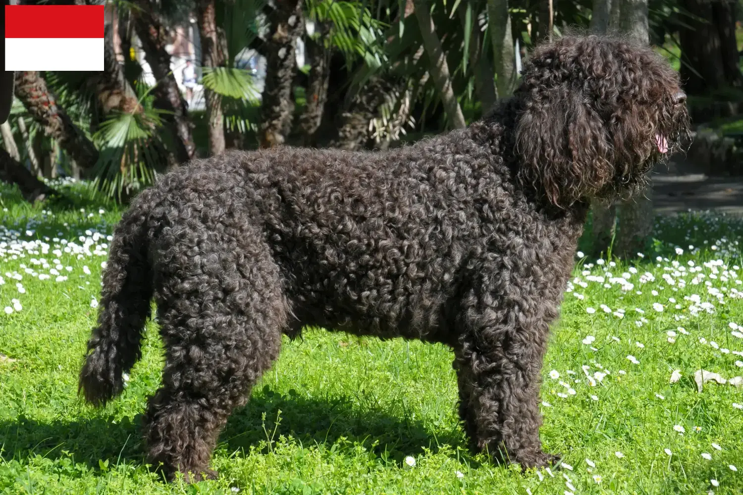 Barbet puppies and breeders Vienna Here you can find Barbet breeders in Vienna.