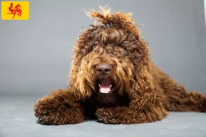 Read more about the article Barbet breeders and puppies in Walloon Region