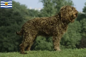 Read more about the article Barbet breeders and puppies in Zeeland