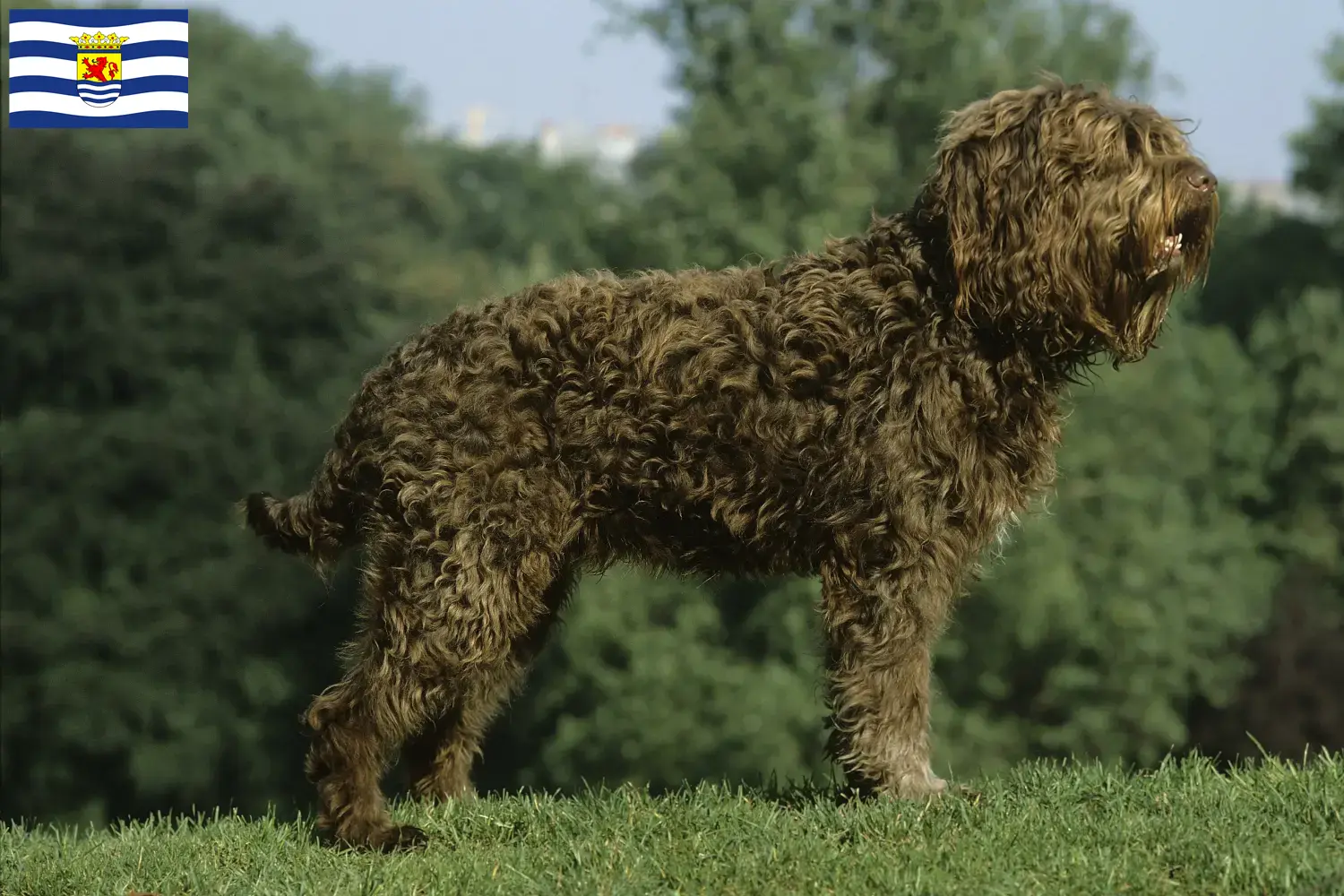 Barbet puppies and breeders Zeeland Here you can find Barbets breeders in Zeeland.