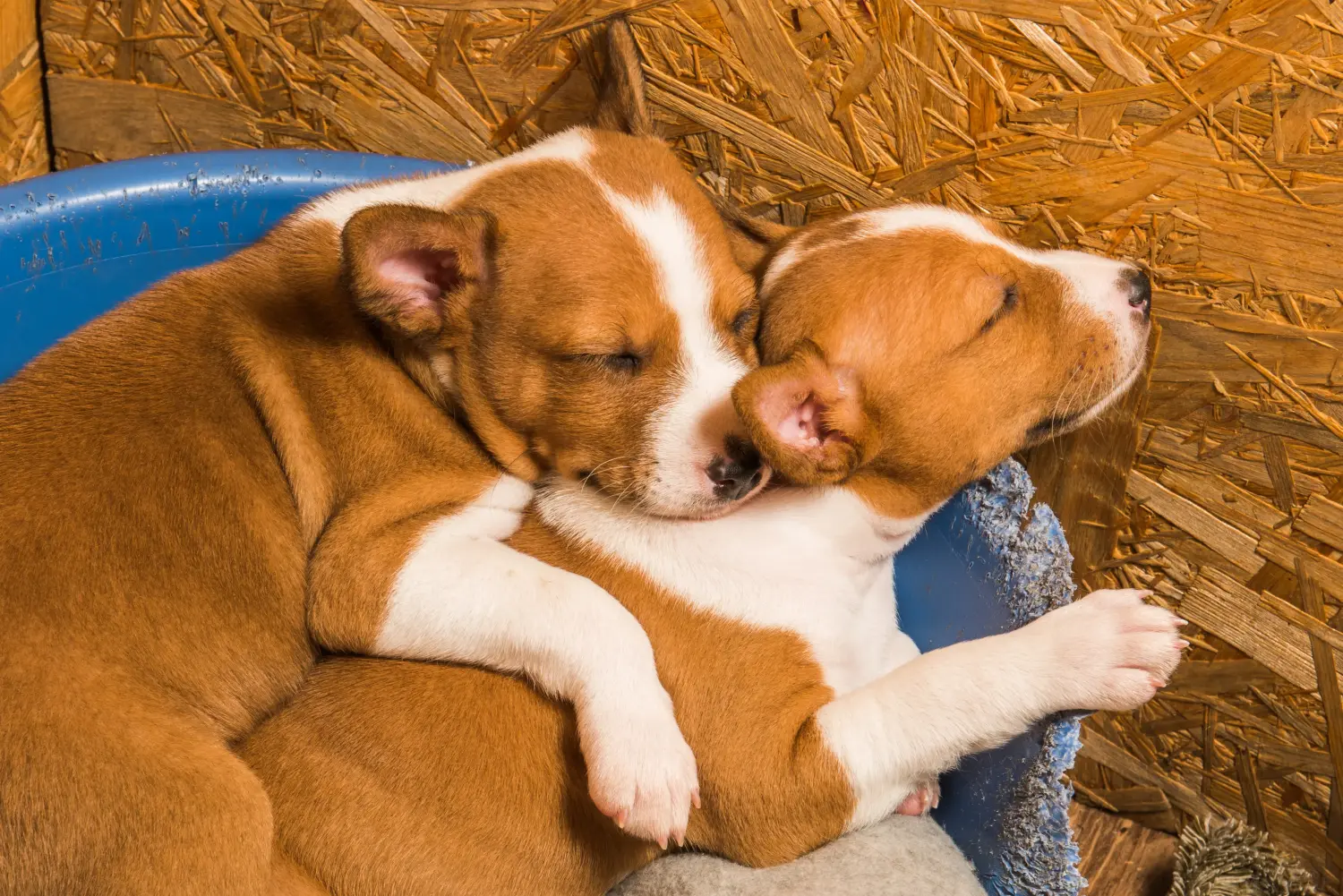 Buying a Basenji puppy means taking responsibility! Buy Basenji puppies.