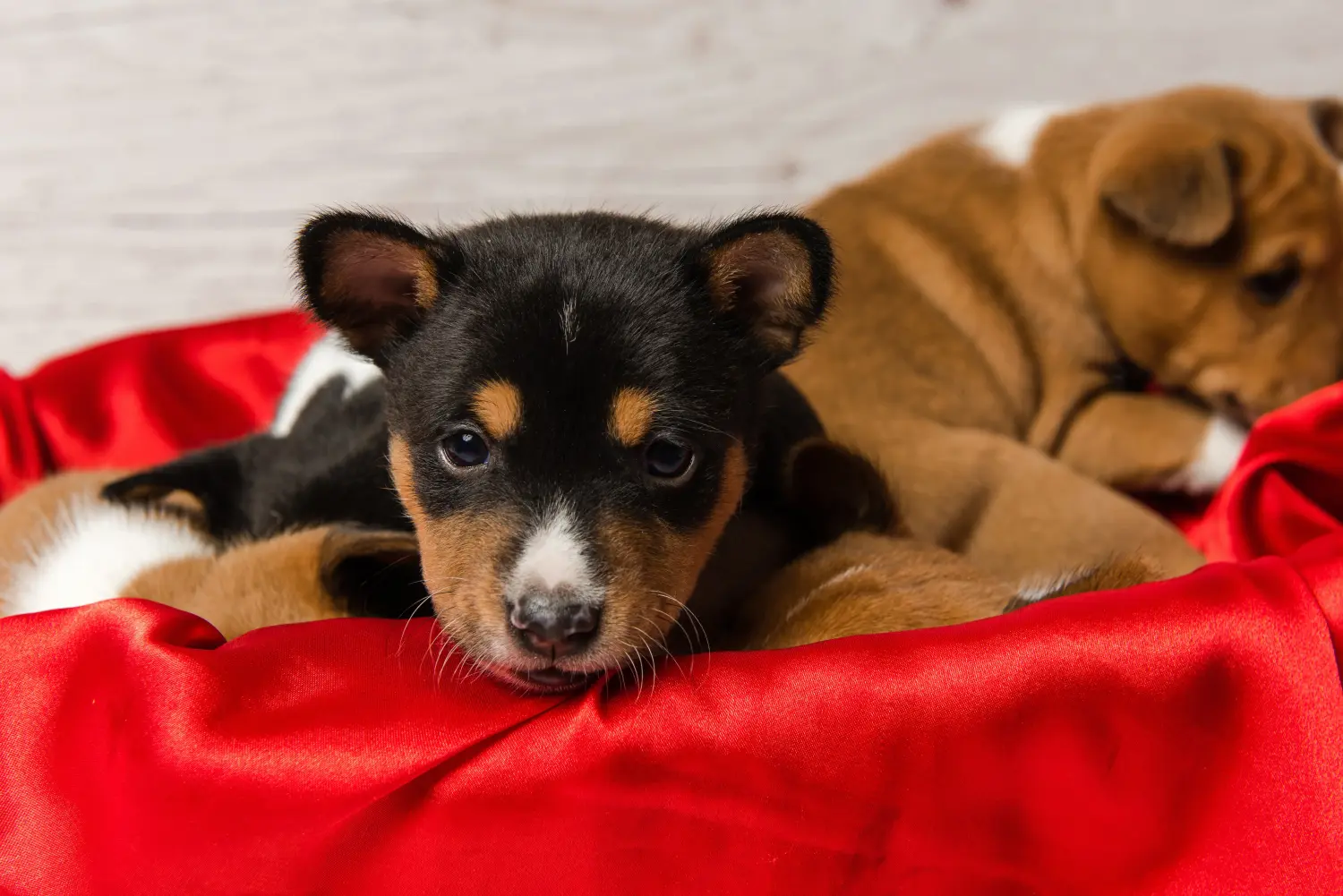Buying a Basenji puppy means taking responsibility! Buy Basenji puppies.