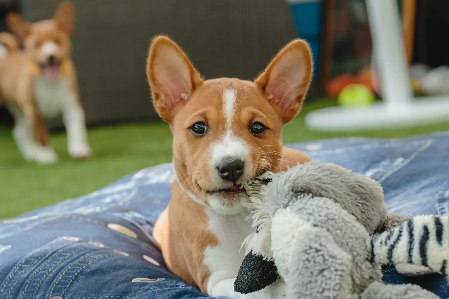 Buying a Basenji puppy means taking responsibility! Buy Basenji puppies.