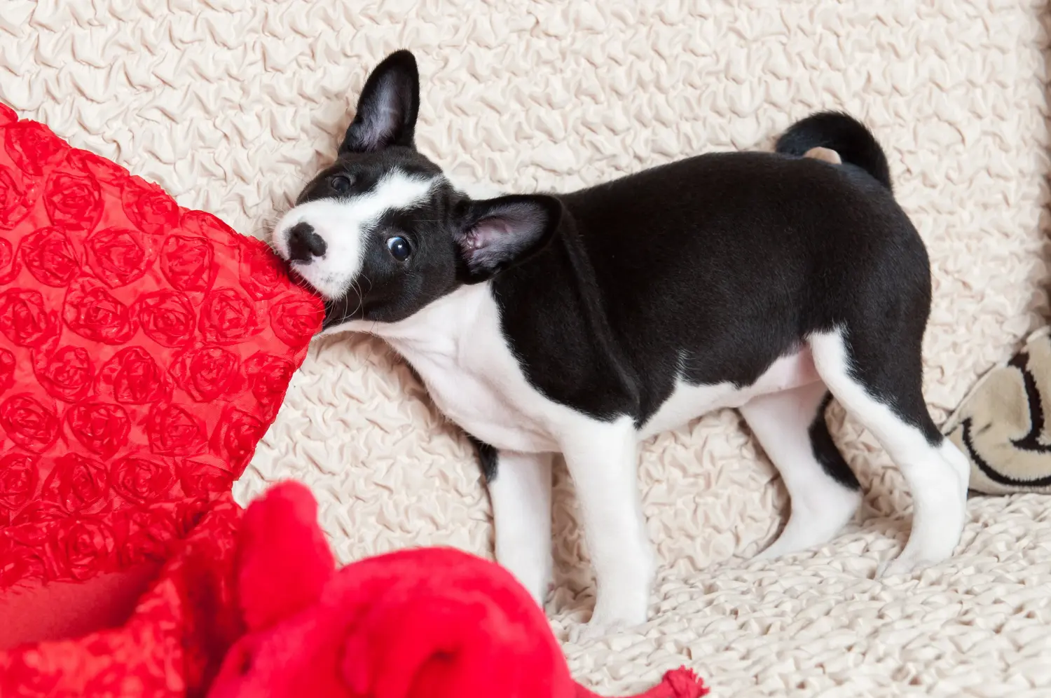 Buying a Basenji puppy means taking responsibility! Buy Basenji puppies.
