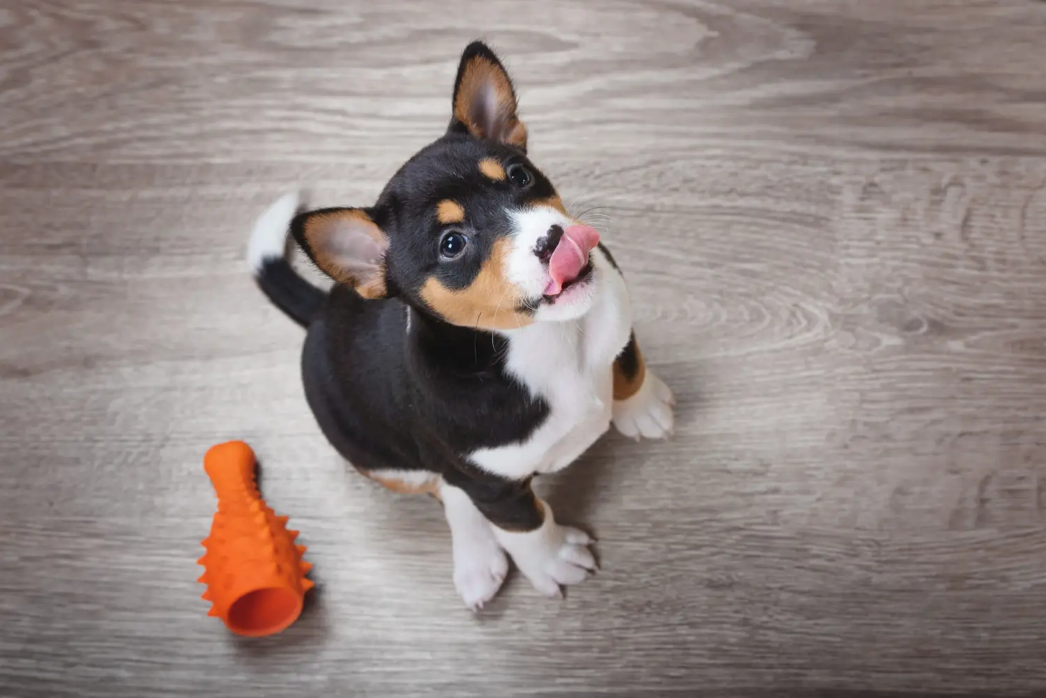 Buying a Basenji puppy means taking responsibility! Buy Basenji puppies.