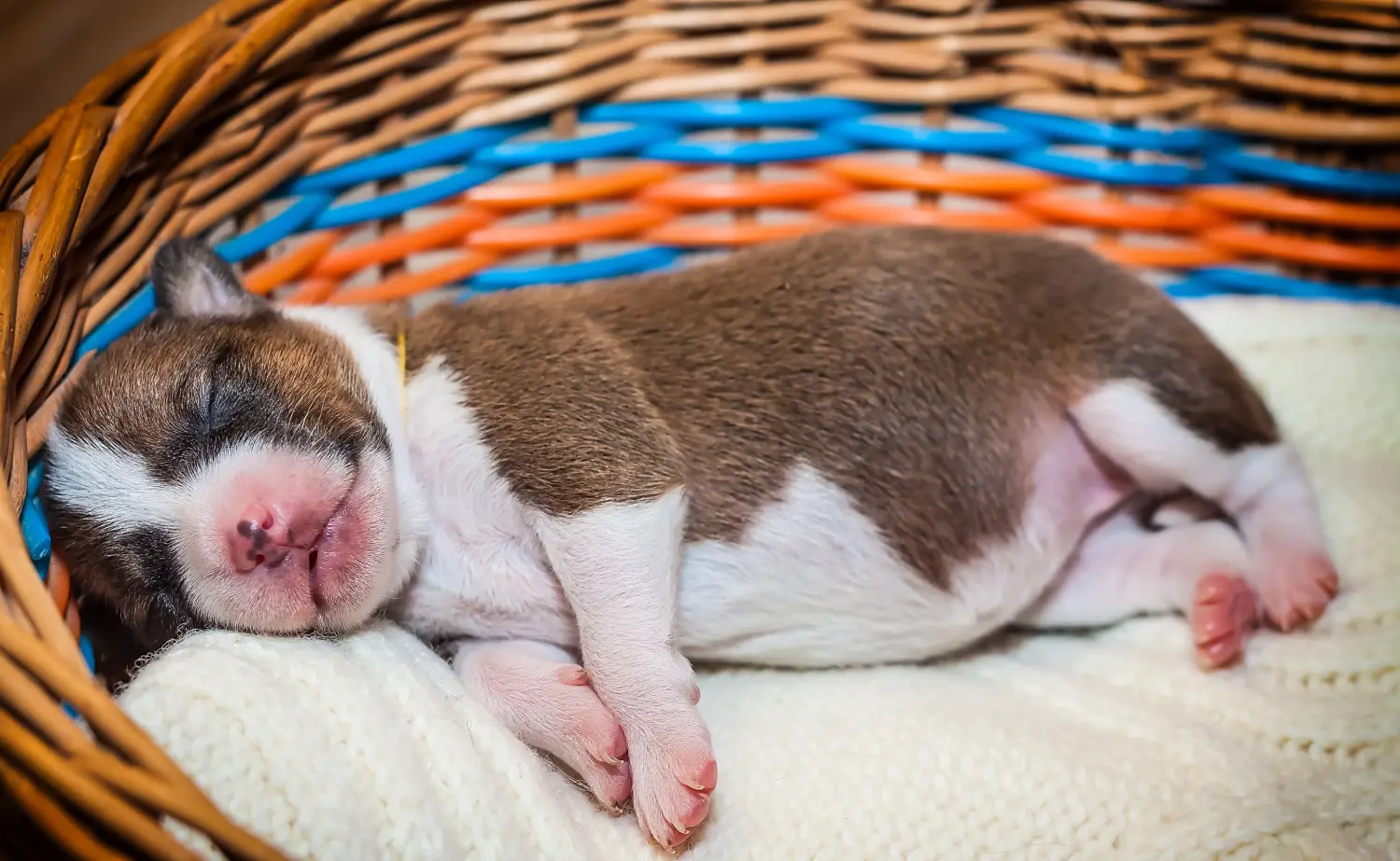 Buying a Basenji puppy means taking responsibility! Buy Basenji puppies.