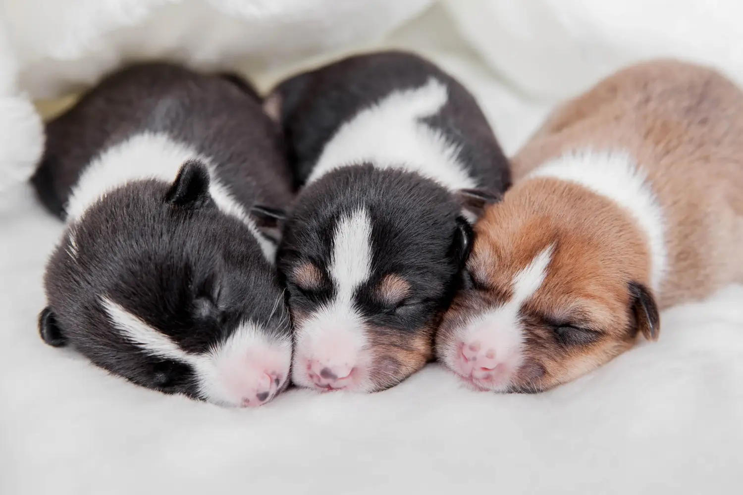 Buying a Basenji puppy means taking responsibility! Buy Basenji puppies.