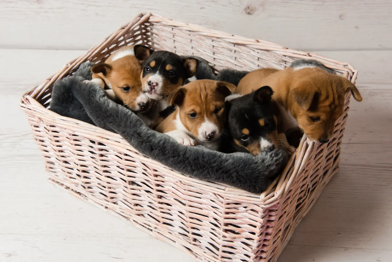 Buying a Basenji puppy means taking responsibility! Buy Basenji puppies.