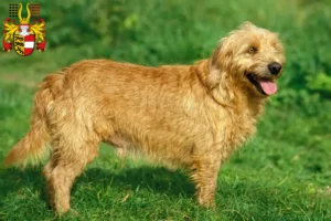 Read more about the article Basset fauve de Bretagne breeders and puppies in Carinthia