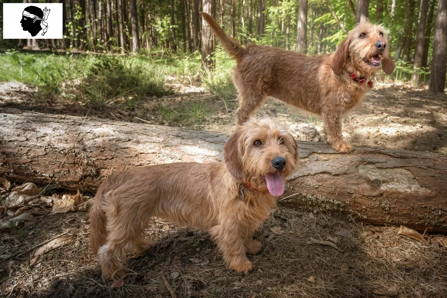 Basset fauve de Bretagne puppies and breeders Corsica Find Basset fauve de Bretagne breeders in Corsica.