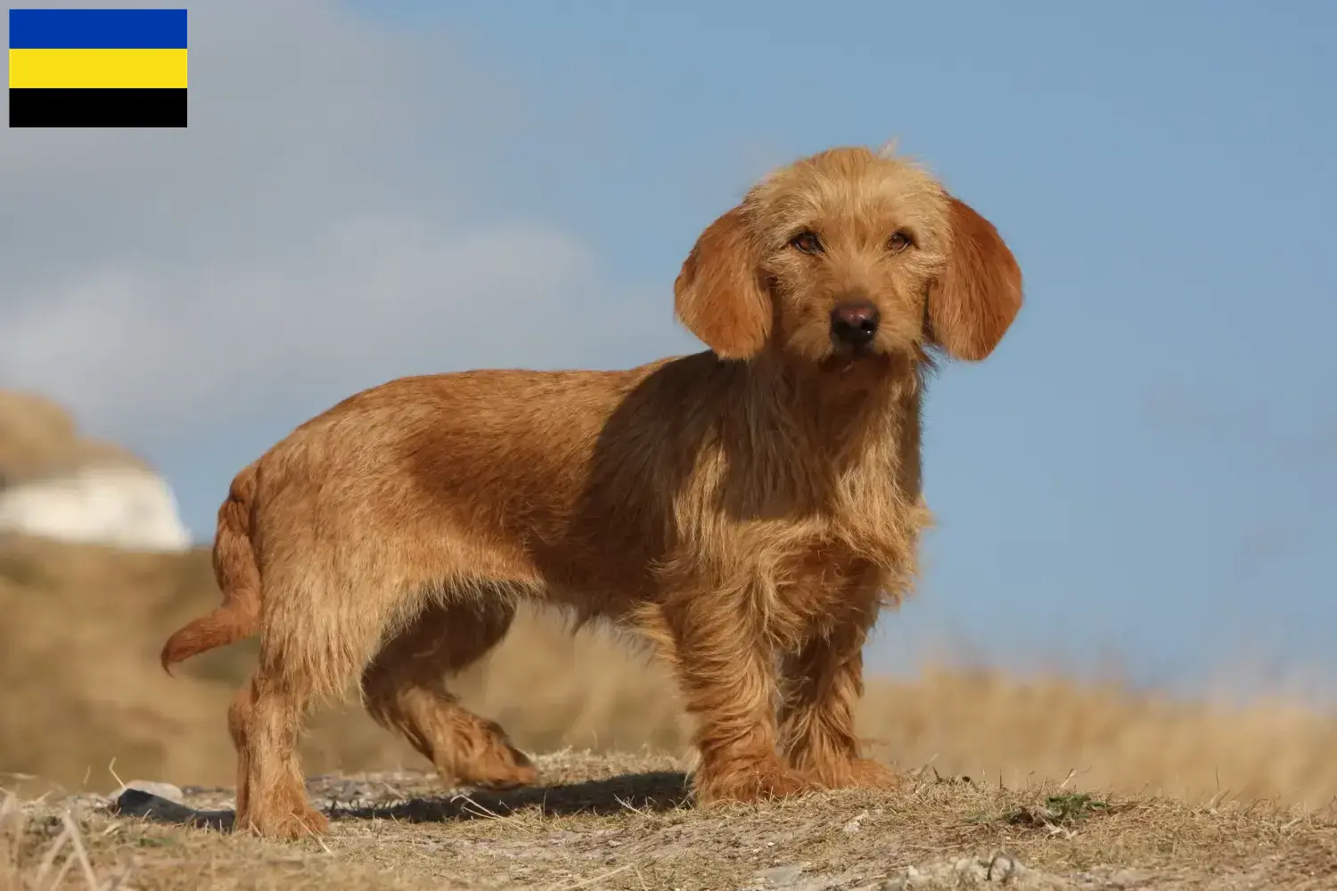 Basset fauve de Bretagne puppies and breeders Gelderland Find Basset fauve de Bretagne breeders in Gelderland.