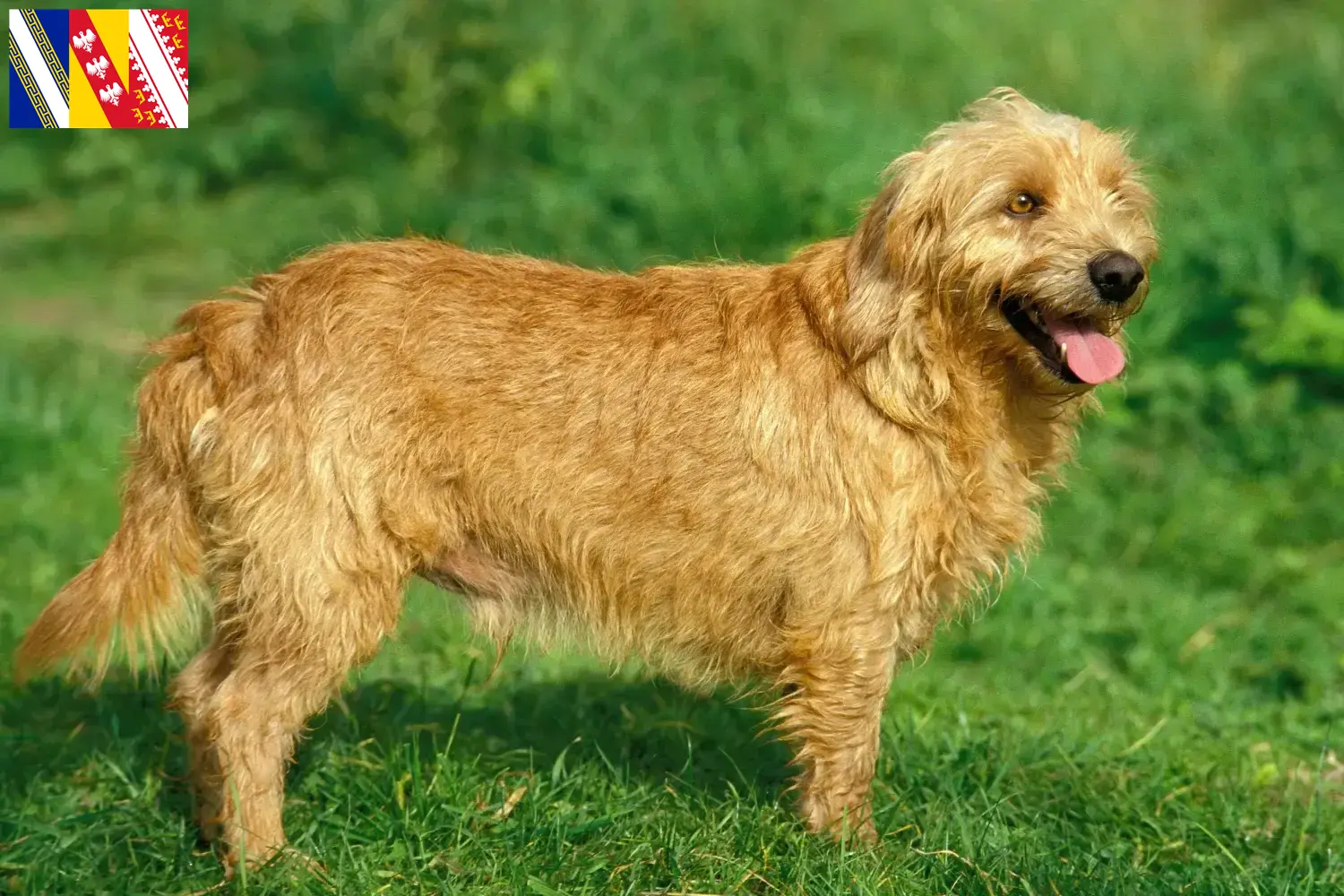Basset fauve de Bretagne puppies and breeder Grand Est Find Basset fauve de Bretagne breeders in Grand Est.