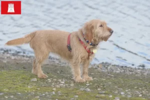 Read more about the article Basset fauve de Bretagne breeders and puppies in Hamburg