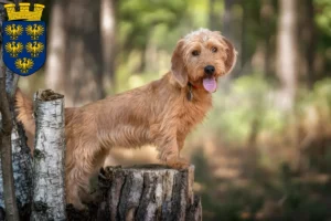 Read more about the article Basset fauve de Bretagne breeders and puppies in Lower Austria