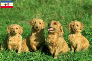 Read more about the article Basset fauve de Bretagne breeders and puppies in Mecklenburg-Vorpommern